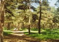 Сормовский парк сосновый бор