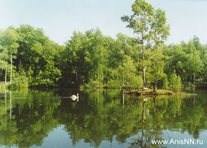 Сормовский парк,  озеро, лебеди 