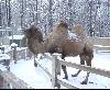 Яша, зима однако. Зоопарк в "Швейцарии". Кислицын Владимир